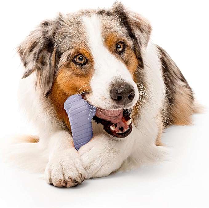 Playology Dog Toys | Dual Layer Bone Durable Chew Toy Bone for Dogs | Jumbo Lamb Scented Toy - Easy to Clean and Made from Non Toxic Materials