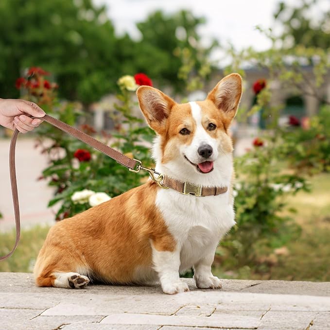 Didog Soft PU Leather Dog Collar, Stylish Quick Released Dog Collars for Medium Dogs, Easy Clean Adjustable Pet Collar for Daily Walking, Brown, M Fit 13-21" Neck