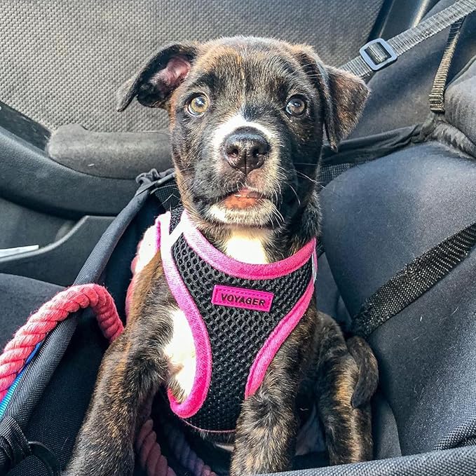 Voyager Step-in Air All Weather Mesh Harness and Reflective Dog 5 ft Leash Combo with Neoprene Handle, for Small, Medium and Large Breed Puppies by Best Pet Supplies - Black/Pink Trim, Small