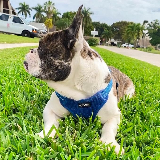 Best Pet Supplies Voyager Mesh Dog Breathable Harness Reflective Stitching, All Weather Adjustable for Walking Training, or Running - Heavy Duty & Durable, Harness (Royal Blue), XL