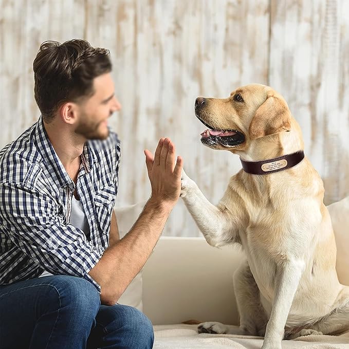 Didog Genuine Leather Dog Collars with Engraved Nameplate, Personalized Soft Leather Dog Collar with Custom ID Tag, Brown/Green/Red for Small Dogs (M,Brown)