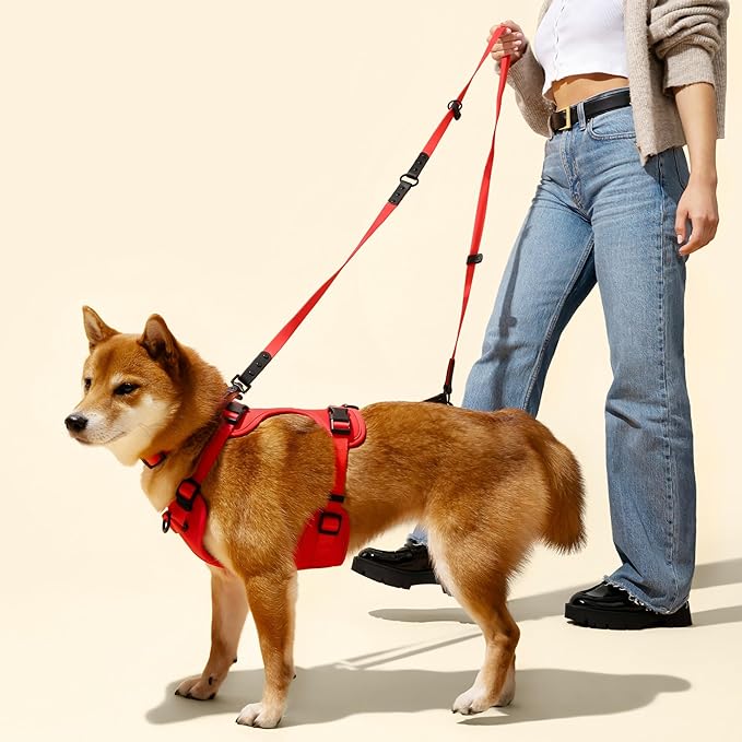 WLK1004M-5SET Luna Small 8FT Adjustable 6-in-1 Waterproof Hands-Free Leash and Collar with LED Flashlight, Bag Dispenser, and Poop Bag Holder, Shirley