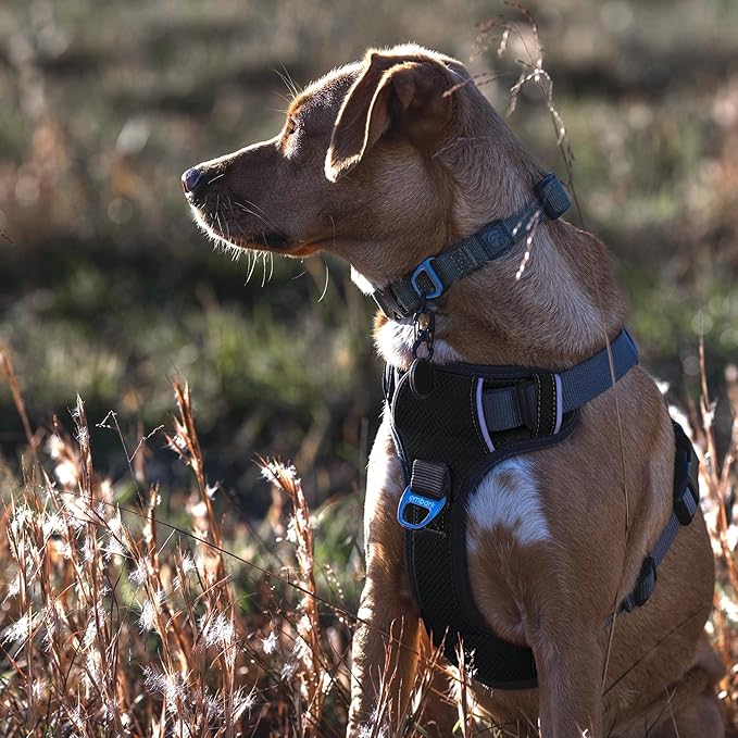 Embark Adventure Dog Harness, Reflective Trim XL Harness for Extra Large Dogs No Pull - Military Grade Nylon, 2 Leash Clips & Gel Lined Handle. Soft & Padded Puppy Dog for Any Breed