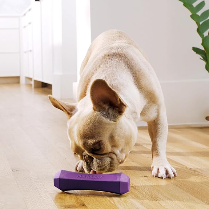 Playology Dog Toys | Durable Squeaky Chew Stick for Dogs | Medium Bacon Scented Toy - Easy to Clean and Made from Non Toxic Materials