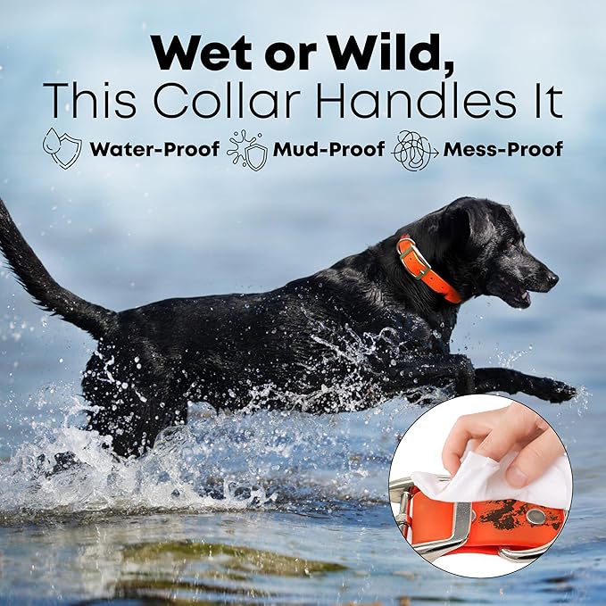 Regal Dog Products Large Orange with Custom Engraved Reflective Dog Collar and Leash Set | Waterproof Dog Collar with D Ring | Center Ring & 5'ft Leash | Matching Dog Collar and Leash for Dogs