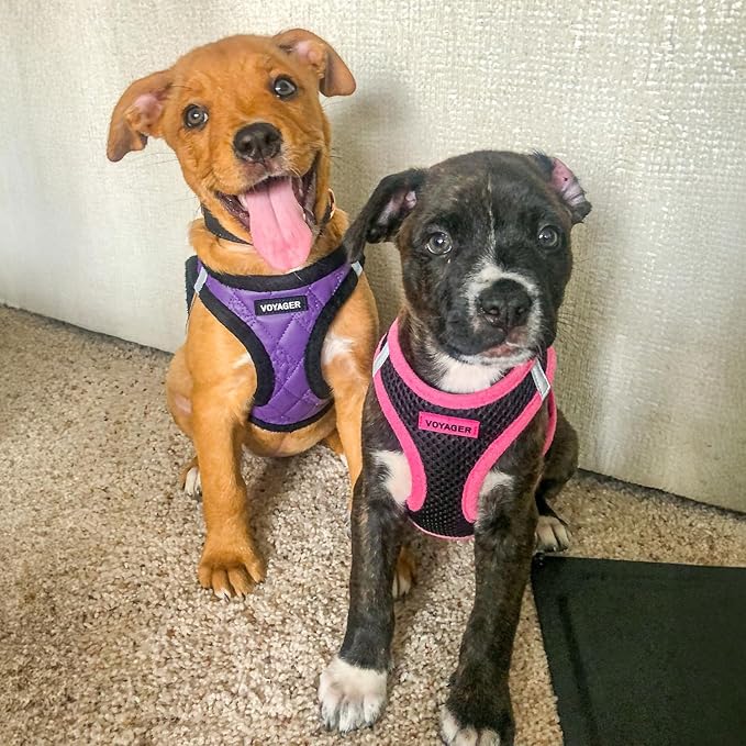 Best Pet Supplies - All Weather Mesh/Plush, Reflective, No Pull Harness for Small, Medium Dogs, Cats - Secure with Hook & Loop Fastener, Buckle, Double D-Rings - Purple Faux Leather, S