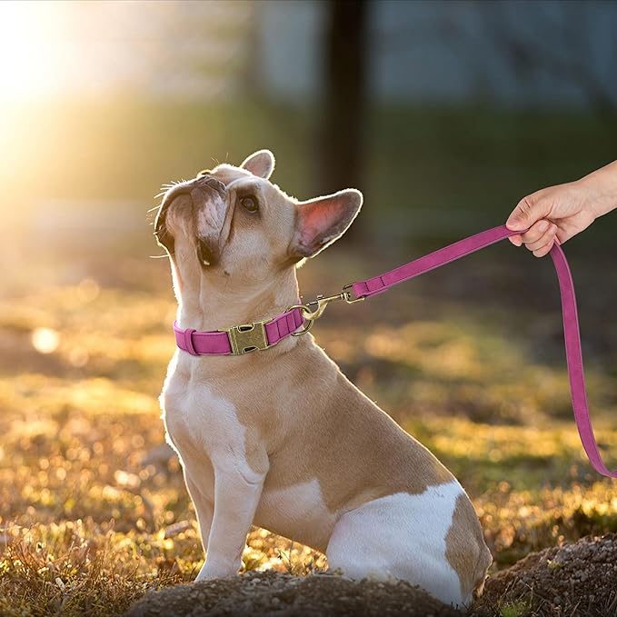 Didog Soft PU Leather Dog Collar, Stylish Quick Released Dog Collars for Medium Dogs, Easy Clean Adjustable Pet Collar for Daily Walking, Purple, M Fit 13-21" Neck