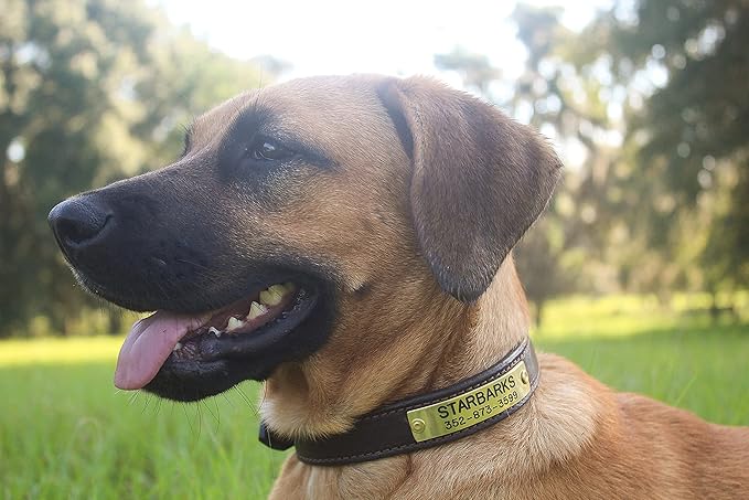 Custom Leather Dog Collars, Leather and Brass Dog Collar, 5/8, 3/4 and 1 Width Leather Dog Collars, Included Custom Engraved Personalized Name Plate (1 Inch Width)