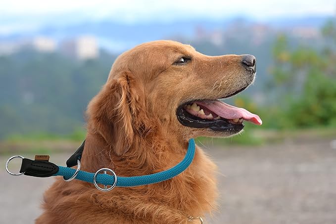 Braided Round Martingale Dog Collar, Training Collar with Slidable Stop Ring - Ideal for Medium/Large Dogs (M+(1/2") - 18" Long, Light Blue)