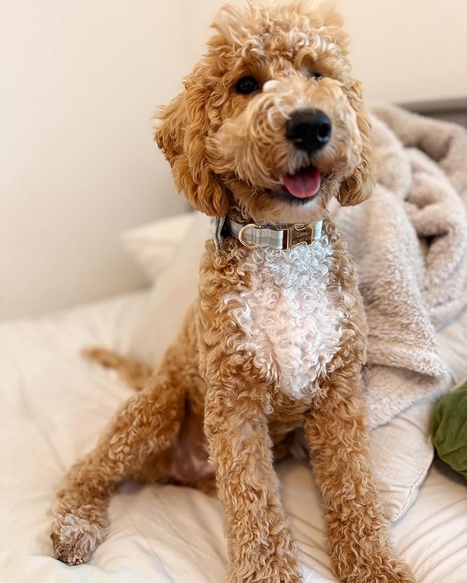 PETDURO Personalized Dog Collar Olive Green Plaid for Large Medium Dogs | Engraved Name and Phone Number on Gold Metal Buckle for Boys & Girls | Add Leash & Bow Tie via Customize Now