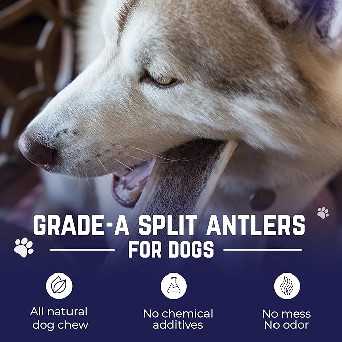 Devil Dog Pet Co. Split Elk Antlers for Dogs, Small 4"+, 2 Pack, Grade A Long Lasting Chew for Aggressive Chewers, Premium USA Naturally Shed Antler – Healthy, No Odor, Durable Dog Chew