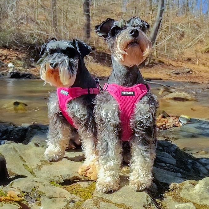 Best Pet Supplies Voyager Mesh Dog Breathable Harness Reflective Stitching, All Weather Adjustable for Walking Training, or Running - Heavy Duty & Durable, Harness (Fuchsia), S