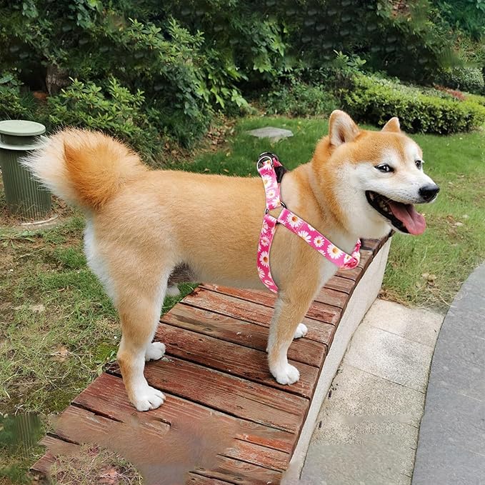 QQPETS Dog Harness Leash Set Adjustable Heavy Duty No Pull Halter Harnesses for Small Medium Large Breed Dogs Back Clip Anti-Twist Perfect for Walking (M(19"-26" Chest Girth), Daisy)