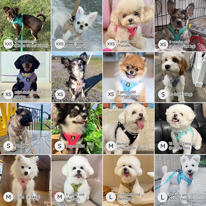 BELLA & PAL Step in Vest Harness for Small and Medium Dogs, No Pull Small Dog Harness with Leash Set, Comfortable Air Mesh Dog Vest Harness with Reflective Strip (Deep Black, XXS)