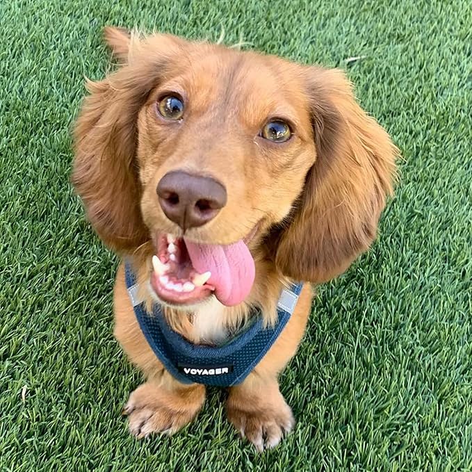 Voyager Step-in Air All Weather Mesh Harness and Reflective Dog 5 ft Leash Combo with Neoprene Handle, for Small, Medium and Large Breed Puppies by Best Pet Supplies - Harness Leash Set (Blue), M