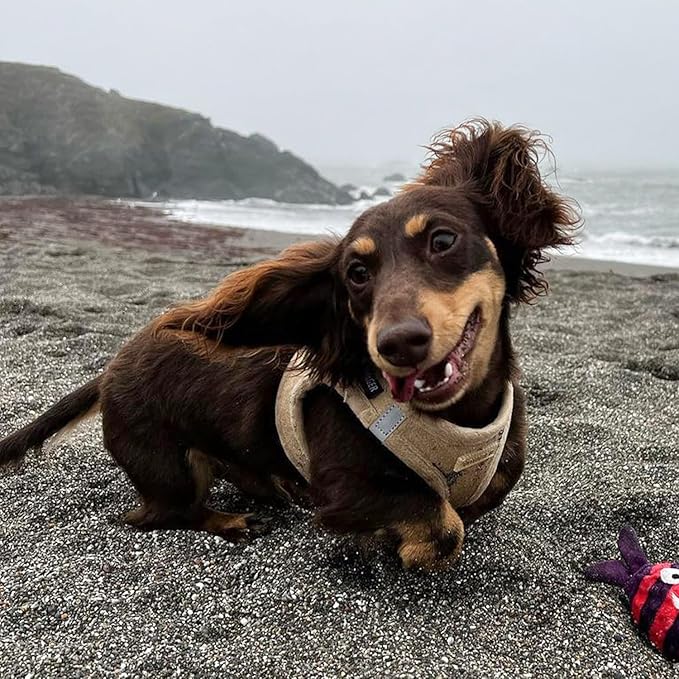 Best Pet Supplies - All Weather Mesh/Plush, Reflective, No Pull Harness for Small, Medium Dogs, Cats - Secure with Hook & Loop Fastener, Buckle, Double D-Rings - Latte Suede, XS