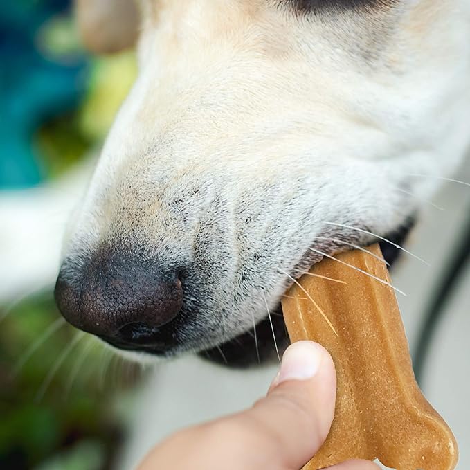 Himalayan Pet Supply Dog Chew Bone - Large | Long Lasting, Stain Free, Protein Rich, Low Odor | 100% Natural, Healthy & Safe | No Lactose, Gluten, Soy or Grains | for Dogs 45 lbs and Over