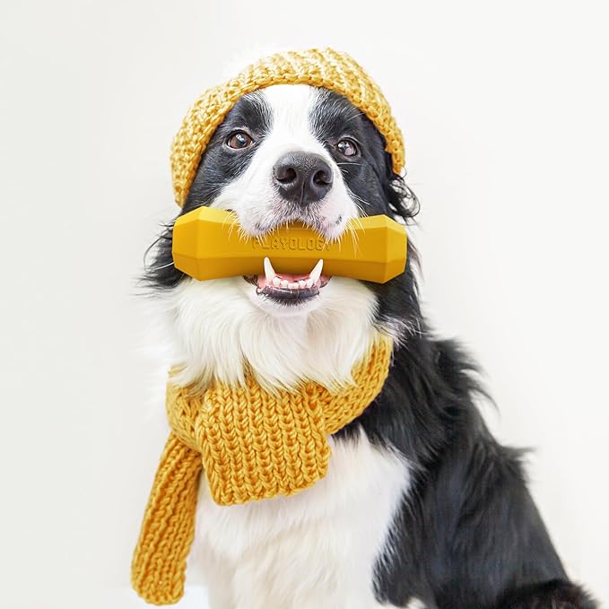 Playology Dog Toys | Durable Squeaky Chew Stick for Dogs | Medium Apple Cider Scented Toy - Limited Edition Fall Collection | Easy to Clean and Made from Non Toxic Materials