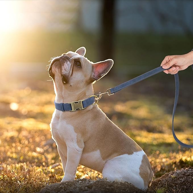 Didog Soft Leather Dog Collar, Durable Heavy Duty Dog Collars with Quick Release Metal Buckle, Adjustable Dog Collar Leather for Medium Small Dogs, Blue, M