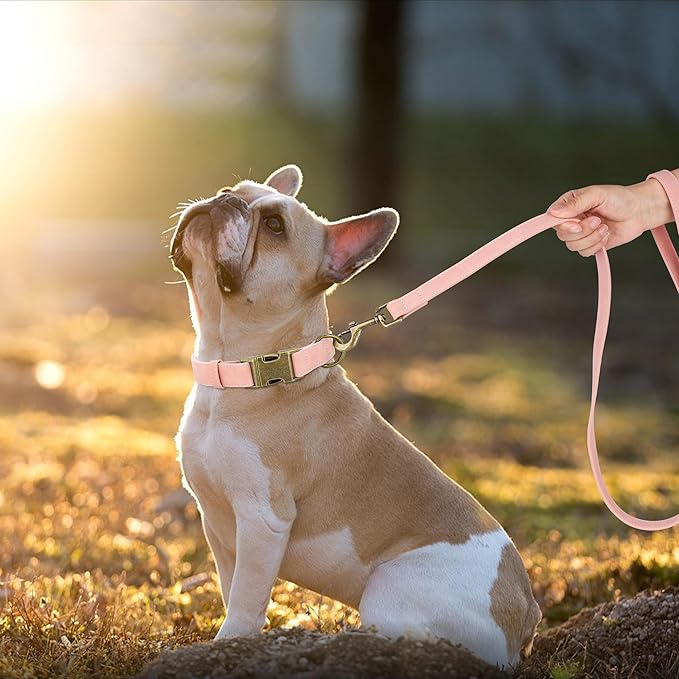 Didog Soft PU Leather Dog Collar, Stylish Quick Released Dog Collars for Medium Dogs, Easy Clean Adjustable Pet Collar for Daily Walking, Pink, M Fit 13-21" Neck