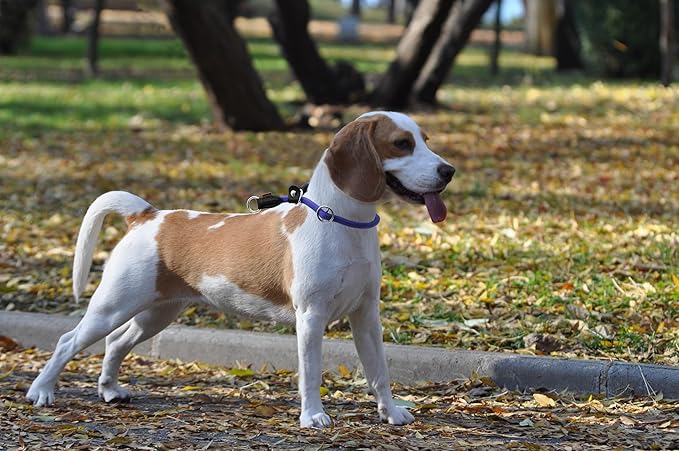 Braided Round Martingale Dog Collar, Training Collar with Slidable Stop Ring and Adjustable Stopper - Ideal for Medium Dogs (M(1/3") - 18" Long, Purple)