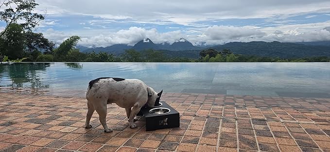 Elevated Dog Bowls for Food and Water with 2 Stainless Steel Bowls - Pet Feeder Stand, Raised Bowl Stand for Dogs and Cats - Dog Food and Water Bowl Set by Calaox