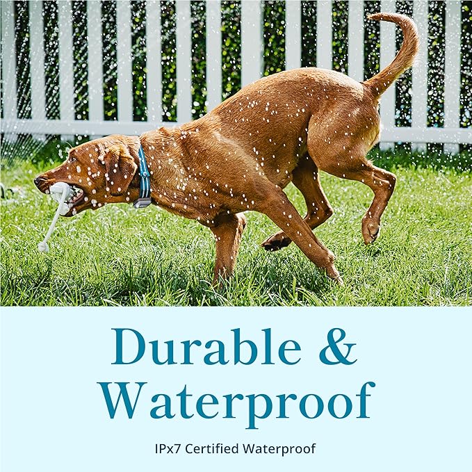 Petivity Smart GPS and Activity Dog Tracker