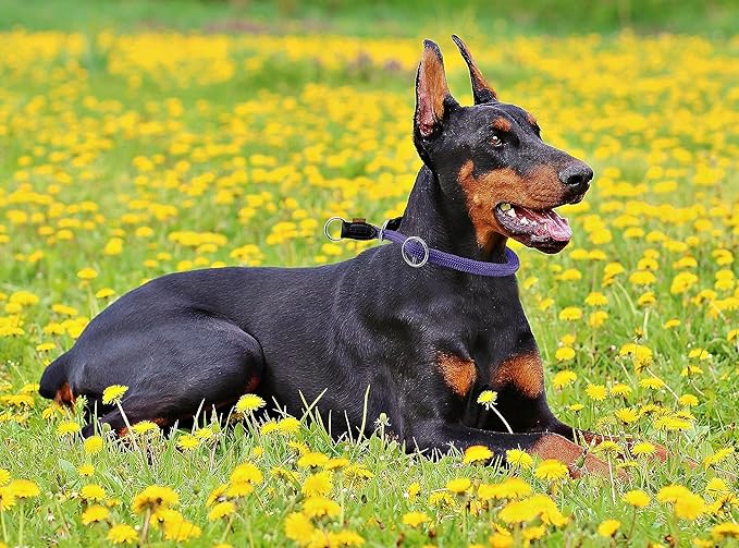 Braided Round Martingale Dog Collar, Training Collar with Slidable Stop Ring - Ideal for Large Dogs (L(1/2") - 22" Long, Purple)