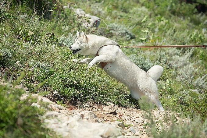 Dog Harness, No Pull Dogs Harness and Multi-Function Leash Set for Medium Dogs Easy Walk Everyday Adjustable Soft Dog Vest Harness Fashionable Dog Accessories Denim Khaki-Button-Relaxed Medium