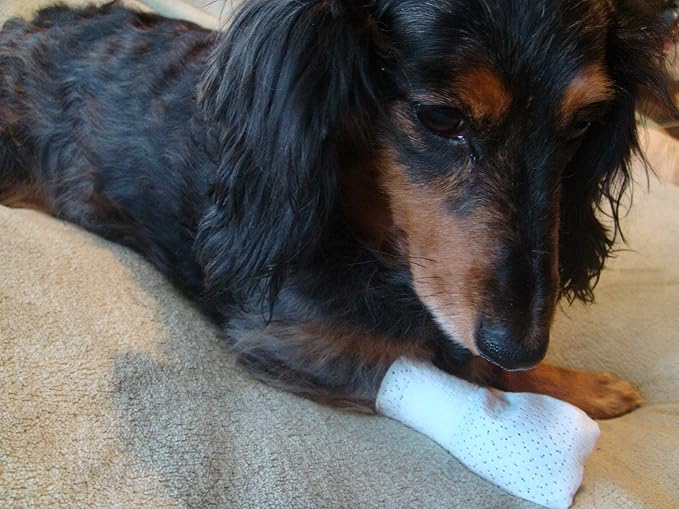 Medimitt Paw Bandages for Dogs, Cats and Pets – Stretchy Medical Booties, First Aid for Paws – Non Slip, Non Adhesive, Breathable, Disposable, Washable, Adjustable Strap,12 Pack (Medium)