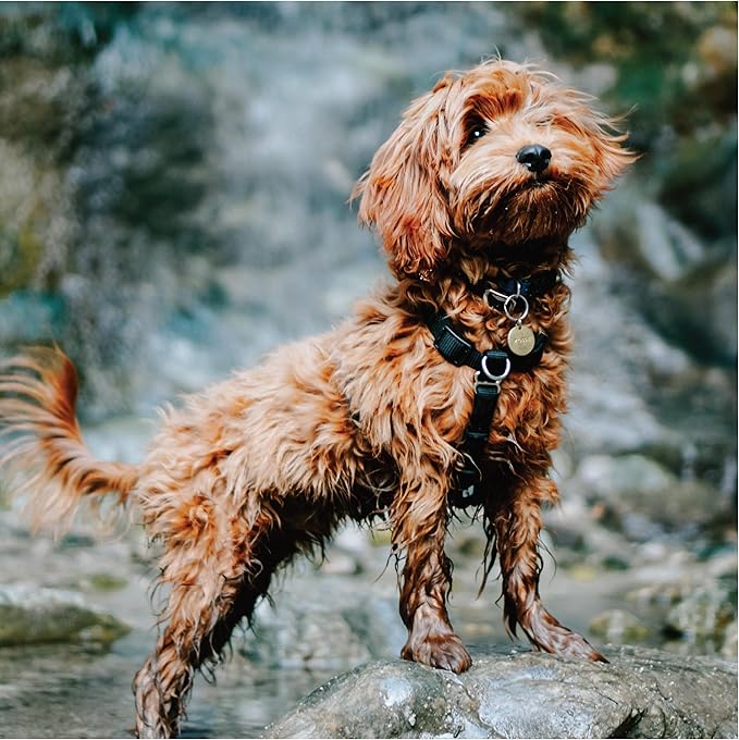 Blue-9 Buckle-Neck Balance Harness, Fully Customizable Fit No-Pull Harness, Ideal for Dog Training and Obedience, Made in The USA, Camo, Medium/Large