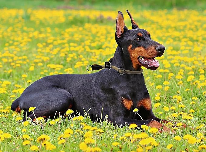Braided Round Martingale Dog Collar, Training Collar with Slidable Stop Ring and Adjustable Stopper - Ideal for Extra Large Dogs (XL(1/2") - 24" Long, Khaki)