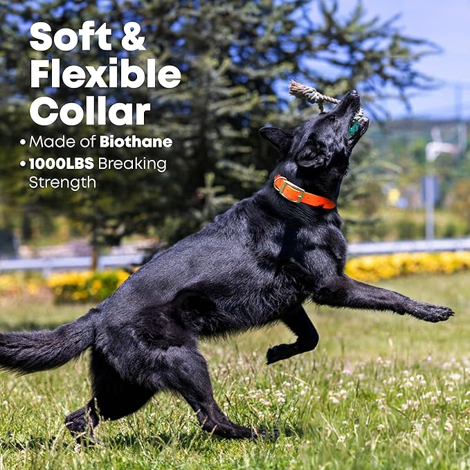 Regal Dog Products Small Orange with Custom Engraved Reflective Dog Collar and Leash Set | Waterproof Dog Collar with D Ring | Center Ring & 5'ft Leash | Matching Dog Collar and Leash for Dogs