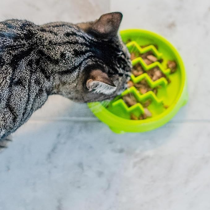 Catstages Kitty Slow Feeder Bowl for Cats & Small Dogs, Puzzle Dish for Fast Eaters, for Wet or Dry Food, Helps Slow Eating & Aid Digestion, Non-Slip, Made Without BPA, 3/4 Cup, 5-Inch, Green