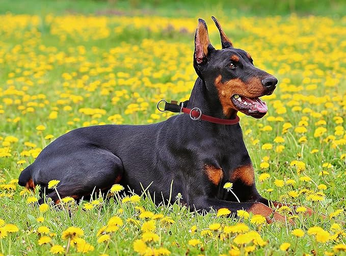 Braided Round Martingale Dog Collar, Training Collar with Slidable Stop Ring - Ideal for Large Dogs (XL(1/2") - 26" Long, Red)