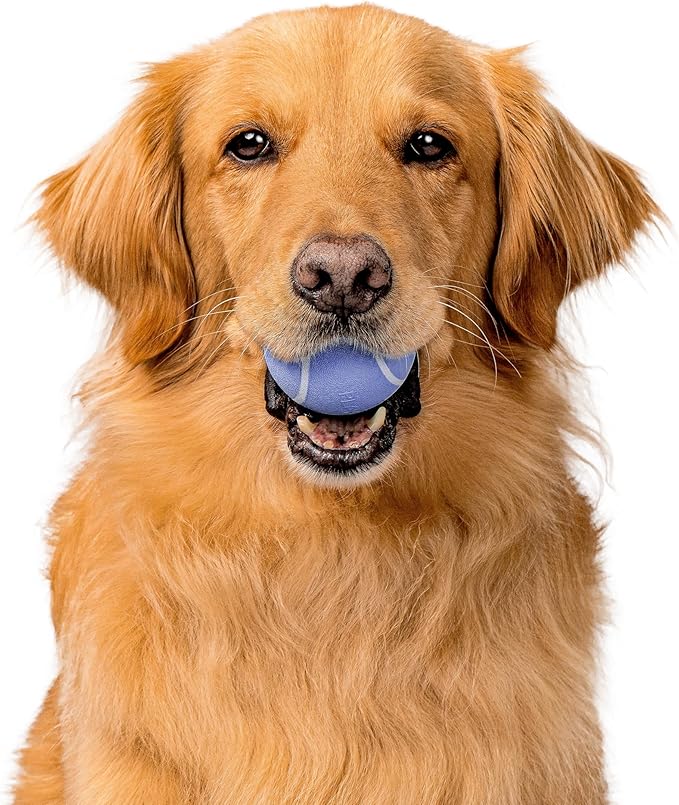 Playology Dog Toys | Squeaky Chew Ball - Bouncy Durable Floating Fetch Ball for Dogs | Medium Blueberry Scented Toy - Easy to Clean and Made from Non Toxic Materials