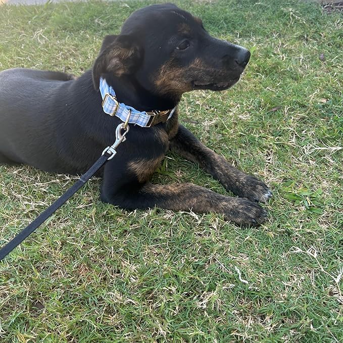 PETDURO Personalized Dog Collar Sky Blue Plaid for Large Medium Dogs | Engraved Name and Phone Number on Gold Metal Buckle for Boys & Girls | Add Leash & Bow Tie via Customize Now