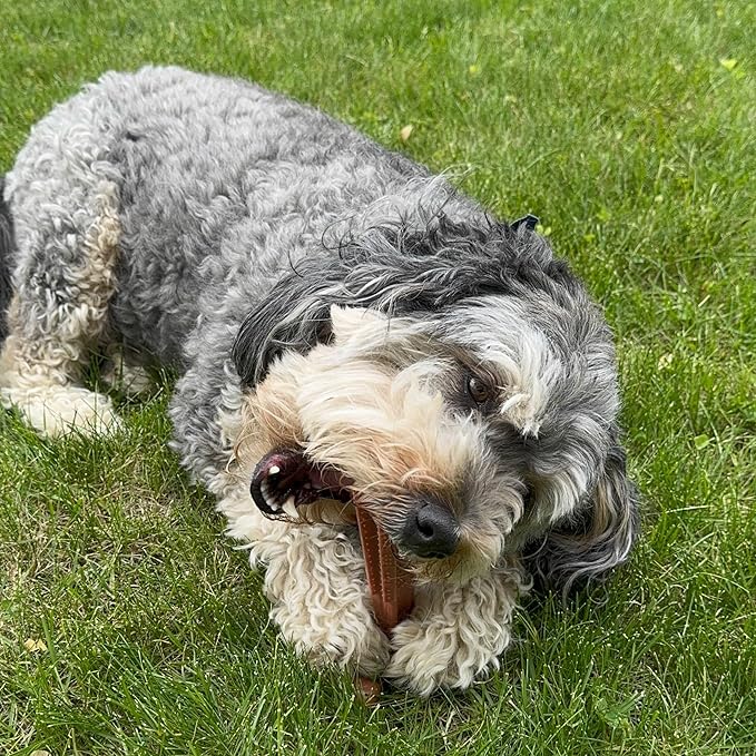 SPOT Bam-Bones Plus T Bone – Bamboo Fiber & Nylon Dog Chew Toy for Moderate to Aggressive Chewers, Durable Long Lasting & Non-Splintering, Beef Flavor Toy for Adult Dogs & Puppies Under 60 lbs, 6 in