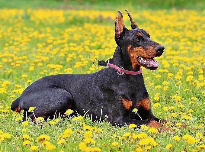 Braided Round Martingale Dog Collar, Training Collar with Slidable Stop Ring - Ideal for Large Dogs (L(1/2") - 22" Long, Pink)