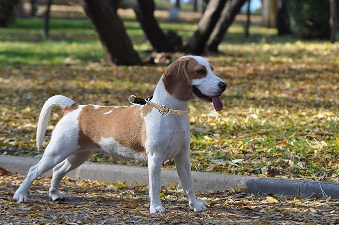 Braided Round Martingale Dog Collar, Training Collar with Slidable Stop Ring - Ideal for Small Medium Dogs (M- (1/3") - 18" Long, Khaki)