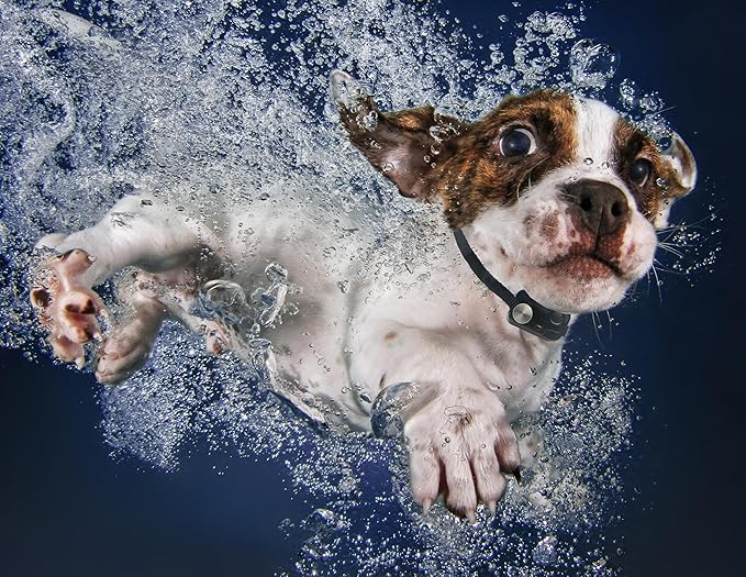 Power PET® Automatic Pet Door by High Tech Pet • Large Door Mount for Pets to 100 lb • 4 Way Access • Dual Range Control • Deadbolt Security • Directional Sensing • Air Tight • US Customer Service