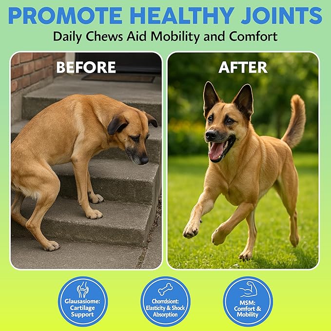 Asher House Wellness Hip and Joint Supplement for Dogs - Natural Soft Chew with MSM, Chondroitin, Glucosamine, Vitamins - Promotes Joint Health & Pain Relief Senior & All Dog Breeds, Large, 120 Chews