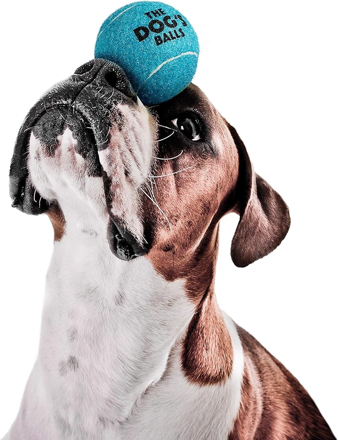 The Dog's Balls, Dog Tennis Ball, Blue 12-Pack, Strong Toy for Agility Training, Puppy Training, Play, Exercise & Fetch, 2.5 Inch Diameter