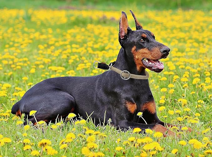 Braided Round Martingale Dog Collar, Training Collar with Slidable Stop Ring - Ideal for Large Dogs (L(1/2") - 22" Long, Khaki)