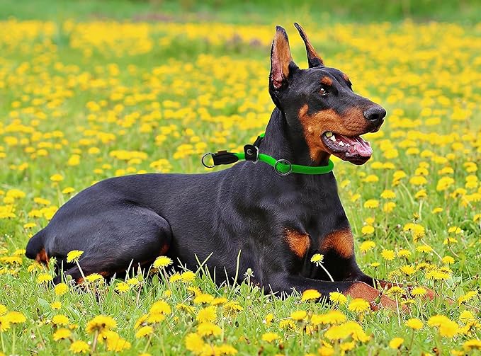 Braided Round Martingale Dog Collar, Training Collar with Slidable Stop Ring and Adjustable Stopper - Ideal for Extra Large Dogs (XL(1/2") - 24" Long, Light Green)